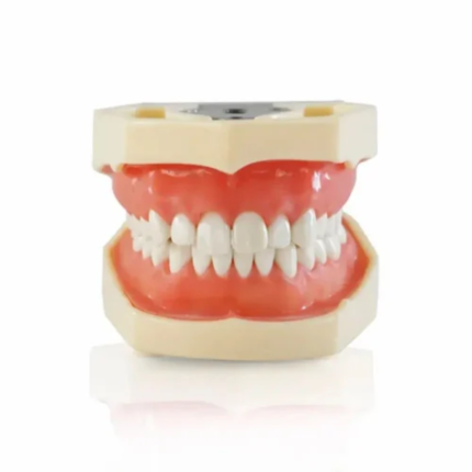 m8011-identical-nissin-type-typodont-jaw-set