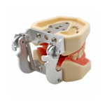 M8011 Identical Nissin Type Typodont Jaw Set - Image 2
