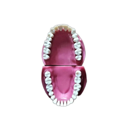 api-typodont-jaw-set
